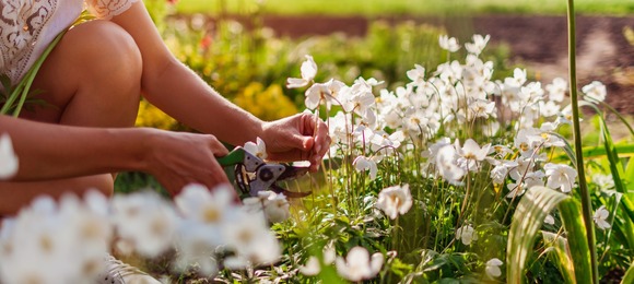 Versicherungen für den Garten